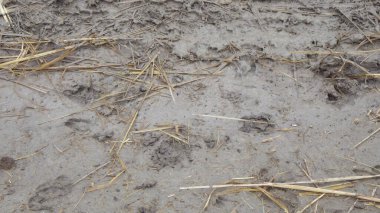 Yerdeki yağmur birikintileri, yağmur mevsiminde sağanak yağış