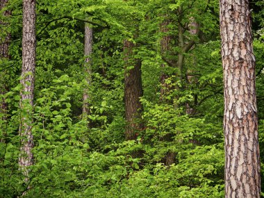 Ilıman geniş yaprak ve kozalaklı ve yaprak döken ağaçlarla karışık orman.