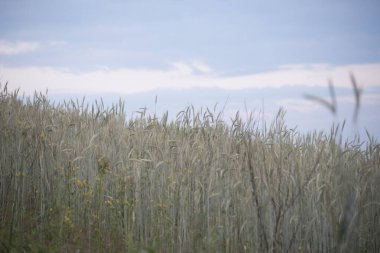 Otlaklar, hafife alınan ekolojik bir özelliktir.