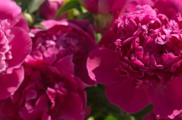 Bouquet of beautiful flowers peonies. Background of peonies. Red peonies close-up in beautiful art processing