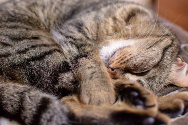 Genç tekir kedi topun içinde kıvrılıp uyuyor.