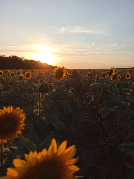 Sonnenblumenfeld Bei Sonnenuntergang Blühende Sonnenblumen Gegen Den Himmel Mit Wolken — Stockfoto