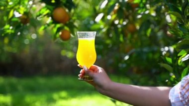 Yakından bir bardak taze organik narenciye suyu içeceği, limonata tutuyor. Arka plandaki portakal bahçesindeki olgun portakal ağacı dalının altında..