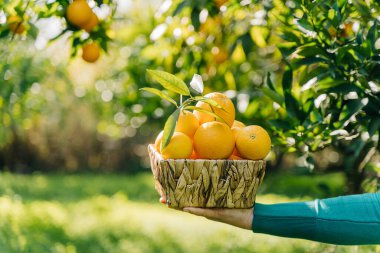 Kadın eli, taze taze organik sebzelerle dolu hasır sepeti tutuyor. Turuncu bahçede yaz hasadı. Yeşil portakallı arkaplan.