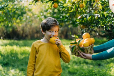 Sarı kazaklı çocuk, annesinin elinde tuttuğu sepetten organik sulu portakal yiyor. Portakal bahçesinde portakal paylaşan bir aile.
