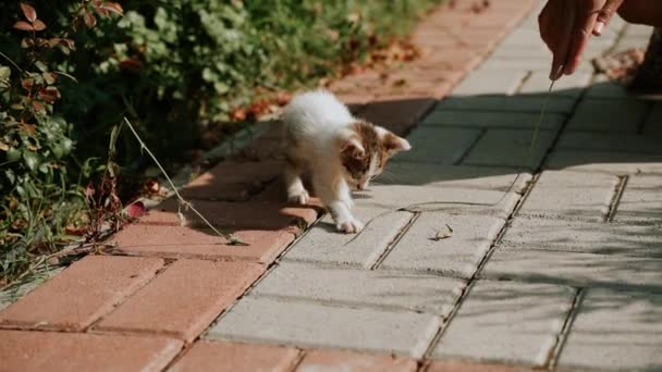 Mały Bezdomny Porzucony Biały Szary Kotek Bawiący Się Razem Parku — Wideo stockowe