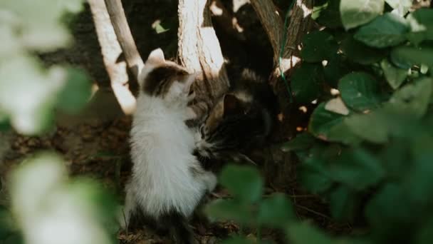Mały Bezdomny Porzucony Biały Szary Kotek Bawiący Się Razem Parku — Wideo stockowe