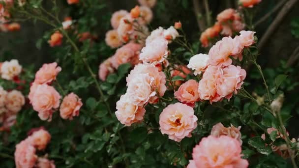 Zamknij Brzoskwiniowe Róże Pełnym Rozkwicie Ogrodzie Ciemnozielone Liście Koncepcja Ogrodu — Wideo stockowe