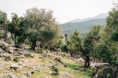 Kayalık tepe yolunun, yeşil ormanın ve arka planda bulutlu gökyüzünün altında değişken havada dağın manzarası. Dağ ormanı çayır yaz gezisi.