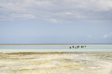 Bir grup Afrikalı kadın okyanusta balık ve deniz ürünleri yakalıyor. Düşük gelgitte balıkçı ağı kullanıyorlar. Zanzibar, Tanzanya