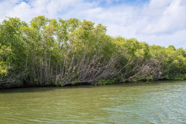 Chavon nehri, La Romana, Dominik Cumhuriyeti boyunca mangrov ağaçları olan manzara