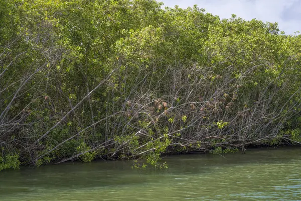 Chavon nehri, La Romana, Dominik Cumhuriyeti boyunca mangrov ağaçları olan manzara