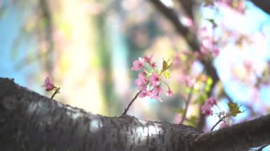 Sonbahar Japoncasında Pembe Kiraz Bloosom 'lu Çiçek. Yüksek kalite 4k görüntü