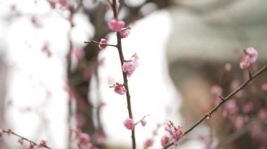 Sonbahar Japoncasında Pembe Kiraz Bloosom 'lu Çiçek. Yüksek kalite 4k görüntü