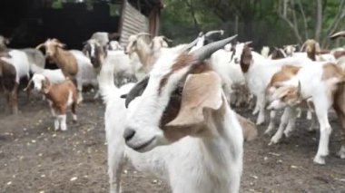 Evcil keçiler yemek yiyor ve yemek yiyorlar. Yüksek kalite 4k görüntü