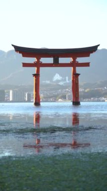 Itsukushima Tapınağı Miyajima Hiroşima Japonya denizde yüzüyor. Yüksek kaliteli FullHD görüntüler