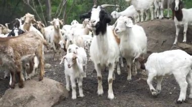 Evcil keçiler yemek yiyor ve yemek yiyorlar. Yüksek kalite 4k görüntü