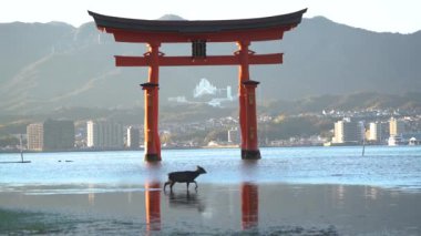 Itsukushima Tapınağı Miyajima Hiroşima Japonya denizde yüzüyor. Yüksek kaliteli FullHD görüntüler