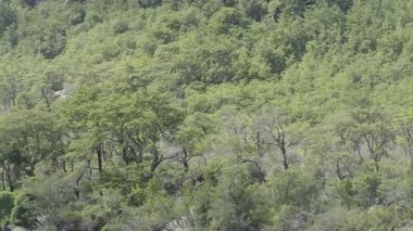  Gün ışığında yoğun bir Yeşil Orman tepe örtüsü. Yüksek kalite 4k görüntü