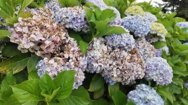 Bloom 'da Mavi ve Mor Ortancalar. Yüksek kalite 4k görüntü