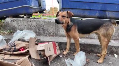 Şehir Çöplüğü Bölgesi 'nde Sokak Köpeği Arama Yemeği. Yüksek kalite 4k görüntü