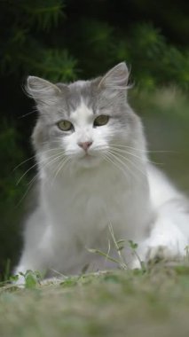 Chiloe Garden 'da dinlenen Beyaz ve Gri Kedi. Yüksek kalite 4k görüntü