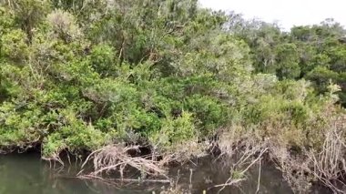Riverside Ormanı ve Bulutlu Gökyüzü 'nün Manzarası. Yüksek kalite 4k görüntü