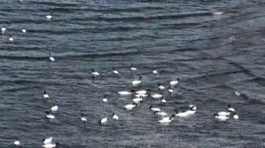 Peaceful Gölü 'nde yüzen martıların havadan görünüşü. Yüksek kalite 4k görüntü