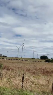 Güçlü Nehir 'in Rocky Kanyonu' ndan Akışı 'nın havadan görüntüsü. Yüksek kalite 4k görüntü