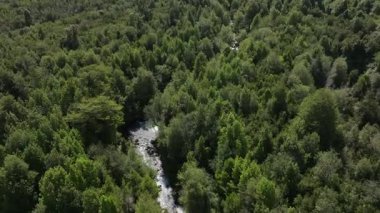 Yeşillikte Şelale Gizli Hava Ormanı. Yüksek kalite 4k görüntü