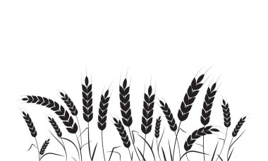 Pirinç. Pirinç tarlası. Buğday deseni. Zirai hasat. Vektör illüstrasyonu