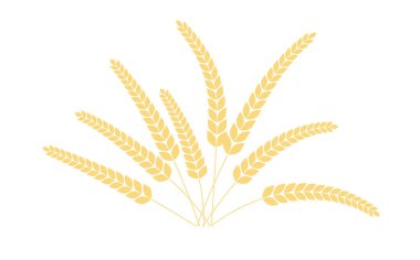 Buğday, çavdar, pirinç kulaklı. Pirinç sapı. Pirinç organik doğal tarım. Vektör illüstrasyonu