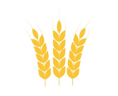 Tarım buğdayı. Buğday, çavdar, pirinç kulaklı. Sarı pirinç panikliyor. Vektör illüstrasyonu