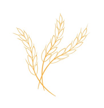 Paddy pirinç ikonu. Buğday tanesi. Organik. Buğday bitkisi. Vektör illüstrasyonu