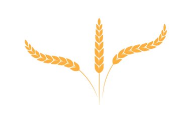 Pirinç paniği. Beyaz arka planda yalıtılmış çavdarlı pirinç kulakları. pirinç organik tahıl. Vektör illüstrasyonu