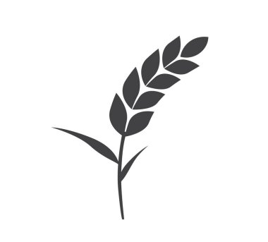 Pirinç ikonu. Buğday, çavdar, pirinç kulaklı. Arpa tarlası mısır gevreği. Buğday tanesi. Vektör illüstrasyonu