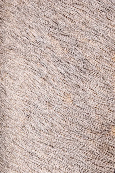 牛革の毛皮の背景写真の色 — ストック写真