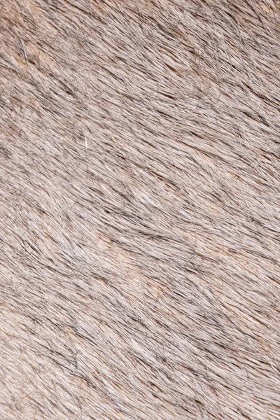 Background Photo Color Cowhide Fur Close — Stock Photo, Image