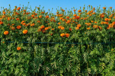 Orange marigold flowers in the garden with blue sky background.