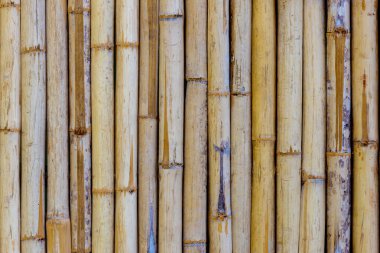 Bambu çit arka plan veya doku.  