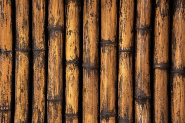 Bambu duvar doku veya arka plan.  