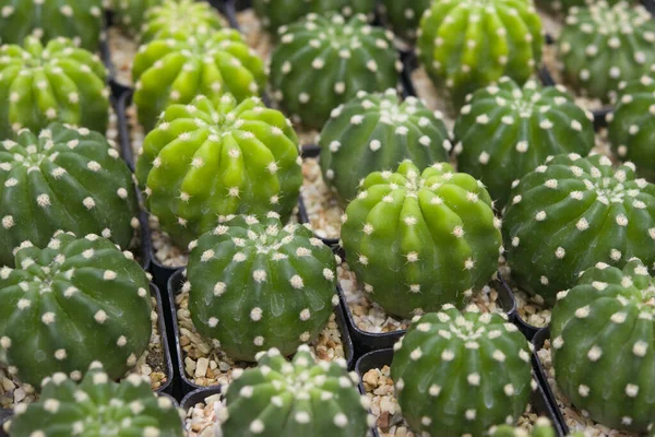 Kaktus Krukan Närbild Kaktus Mönster Bakgrund Stockfoto