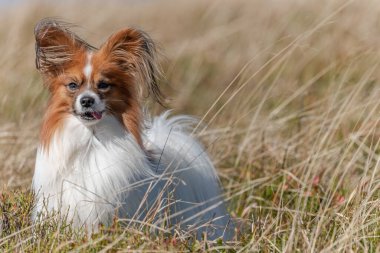 Continental Toy Spaniel çayırda yürüyor. Fransa.