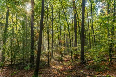 Sonbaharda bir dağ ormanında sislerin arasından güneş ışığı huzmeleri. Vosges, Alsace, Fransa.