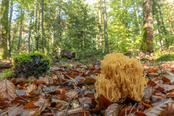 Clavaire Mushroom Mountain Forest Autumn Vosges Alsace France — Stock Photo, Image