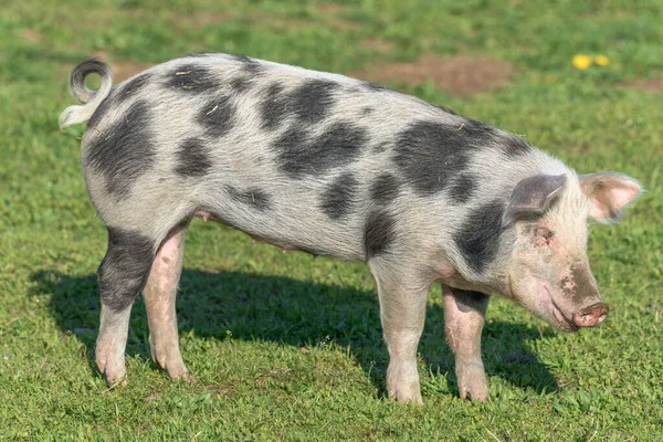 春のペンでドワーフ豚 アルザスフランス — ストック写真