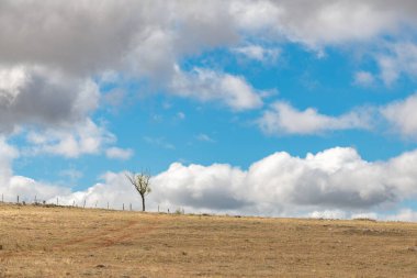 Güneşli bir yaz gününde ıssız bir kırsalda küçük bir ağaç. Cevennes, Fransa.