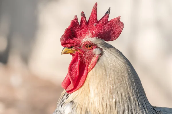 田舎の農場での農家の鶏の肖像画 フランス — ストック写真