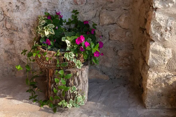 Цветочные Горшки Корзине Украшение Загородном Доме Франция — стоковое фото