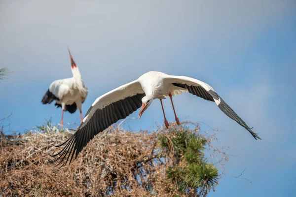 Weißstorchpaar Ciconia Ciconia Auf Dem Nest Einem Dorf Frühling Muttersholtz — Stockfoto
